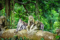 Classic Bali 8 days/7 nights Experience