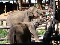 Family Fun in Sri Lanka 14 Days/ 13 Nights